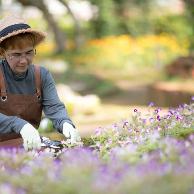 Middle aged asian woman gardener trimming plants in the garden